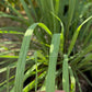 Lemongrass Garden Soap Bar