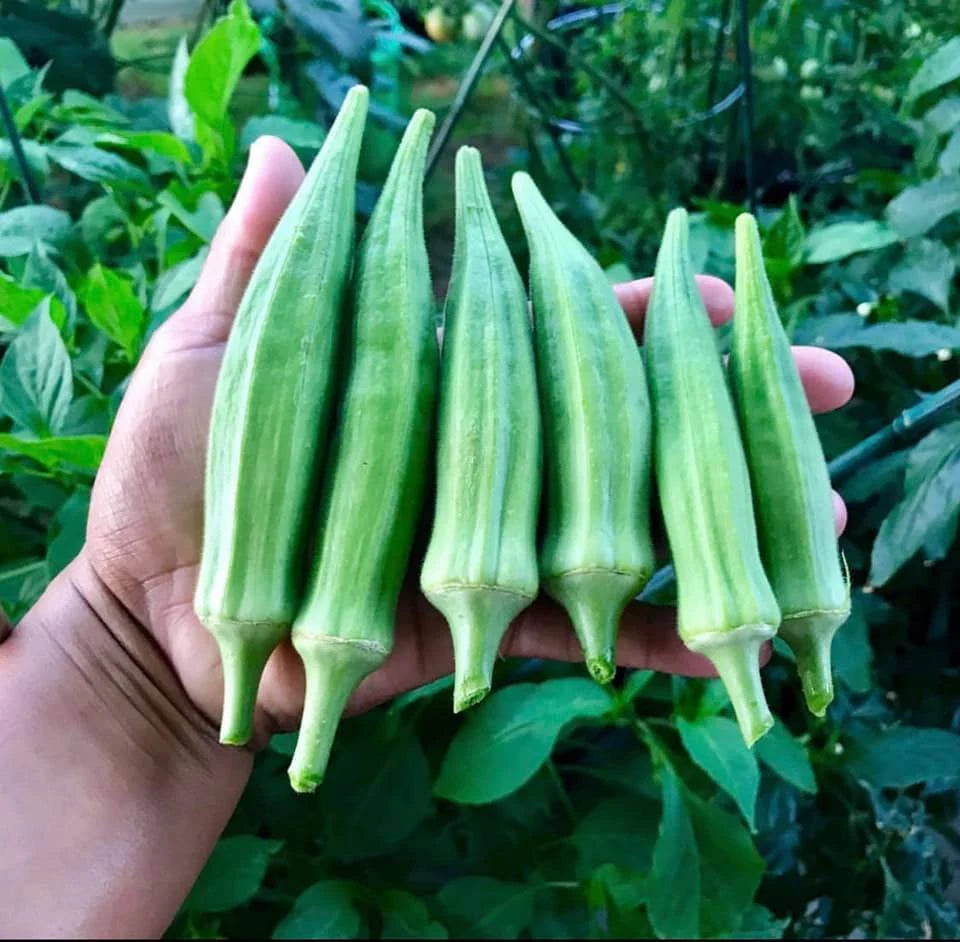 Clemson Spineless Okra Seeds The Okra Lady LLC clemson-spineless-okra-seeds-the-okra-lady-llc